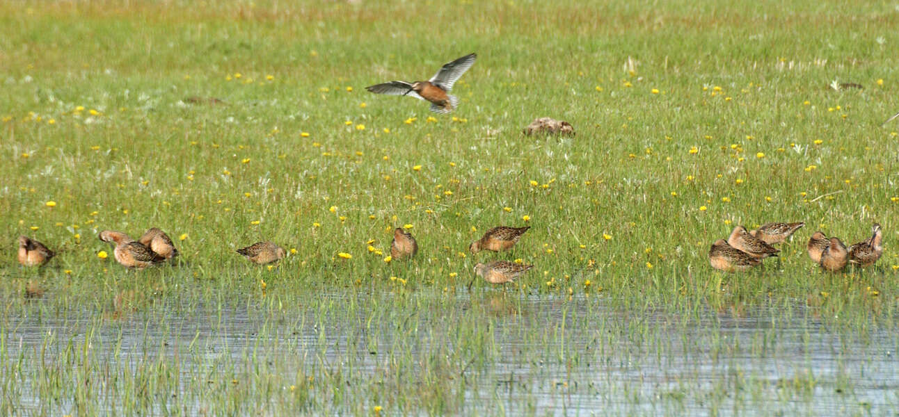 Image of Long-billed Dowitcher