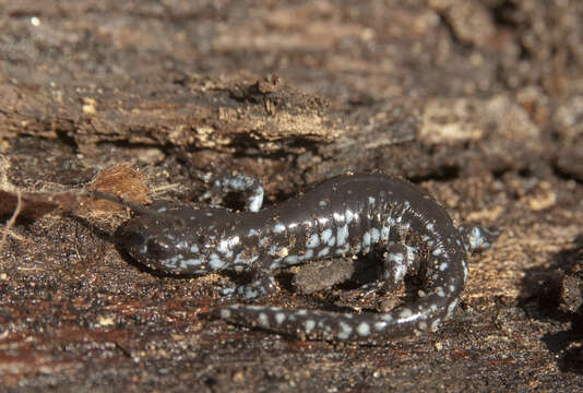 Слика од Ambystoma laterale Hallowell 1856