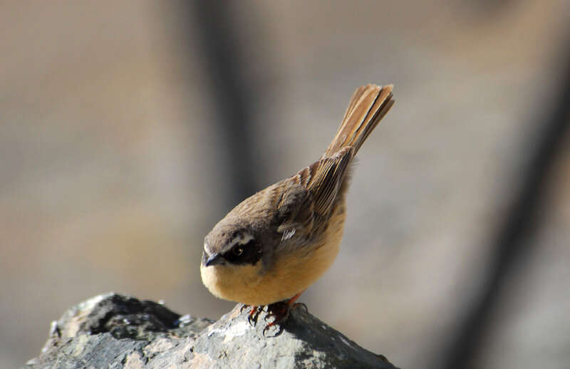 Image of Brown Accentor