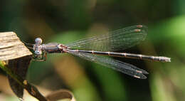 Image of Pond Spreadwings