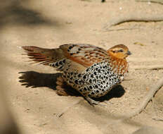 Image of Bamboo-partridges