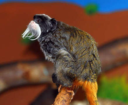 Image of Black-chinned Emperor Tamarin