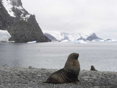 Image of Antarctic Fur Seal