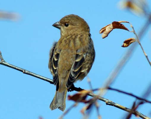 Image of Carpodacus Kaup 1829