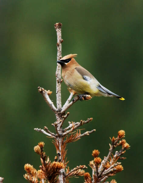 صورة Bombycilla cedrorum Vieillot 1808