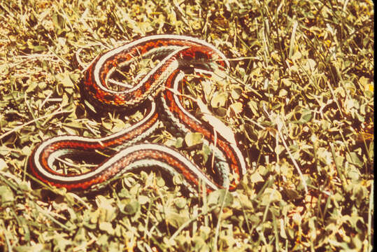 Image of Common Garter Snake