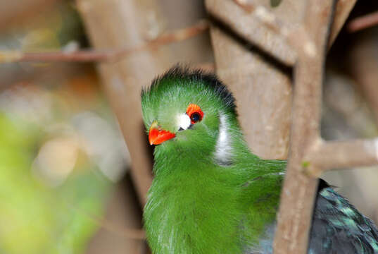 Image of White-cheeked Turaco