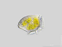 Image of Dinophysis acuta