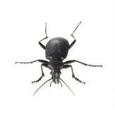 Imagem de Calosoma