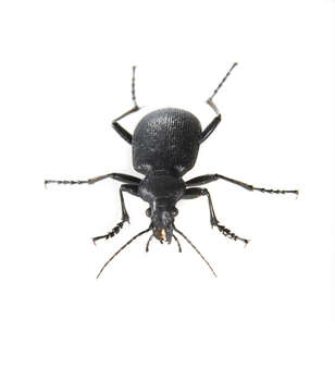 Imagem de Calosoma