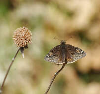 Image of Horace's Duskywing