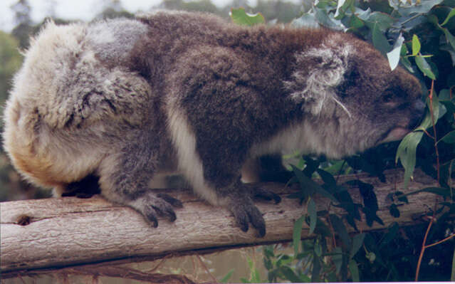 Image of Wombats and Koalas