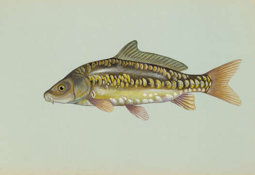 Image of Common carps