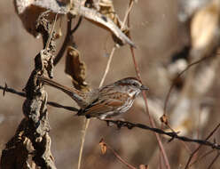 Image of Song Sparrow