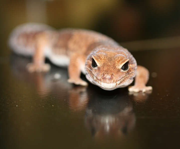 Image of Fat-tail geckos