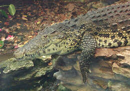 Imagem de Crocodylus rhombifer (Cuvier 1807)