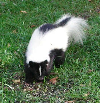 Image of Striped Skunk