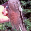 Image of Yellow-billed Cuckoo