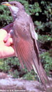 Image of Yellow-billed Cuckoo