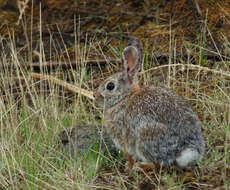 Image of Mountain Cottontail