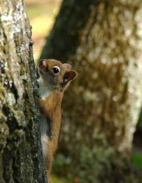 Image of pine squirrel