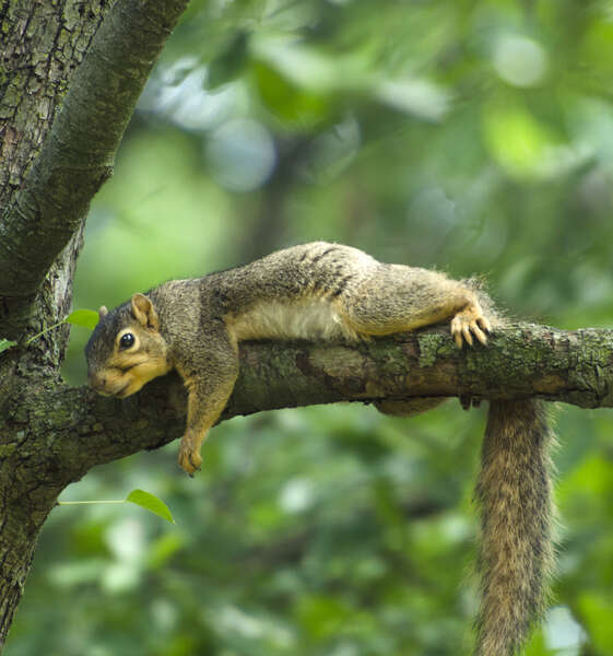 Image of Eastern Fox Squirrel