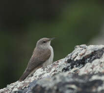 Image of House Wren