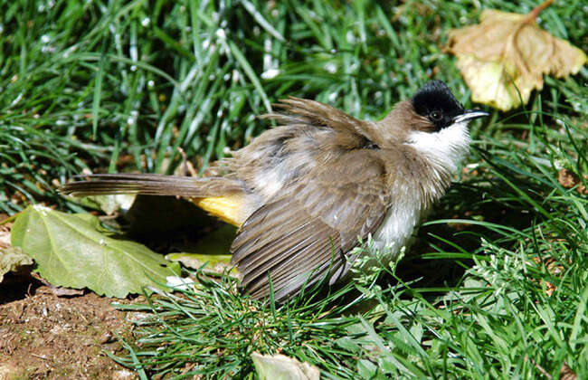 Image de Bulbul à poitrine brune