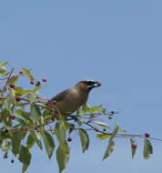 صورة Bombycilla cedrorum Vieillot 1808