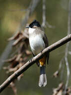 Image of Brown-breasted Bulbul