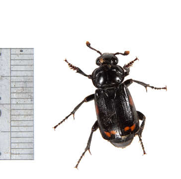 Imagem de Nicrophorus (Nicrophorus) pustulatus (Herschel 1807)