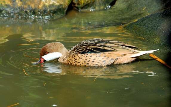 Image of White-cheeked Pintail