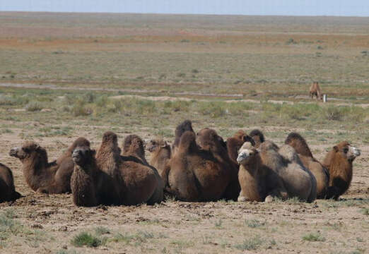 Image of camels