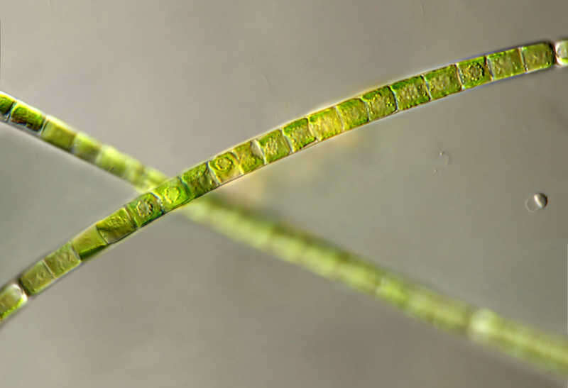 Image of Klebsormidium dissectum