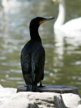 Plancia ëd Phalacrocorax carbo (Linnaeus 1758)