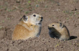 Image of Black-lipped Pika