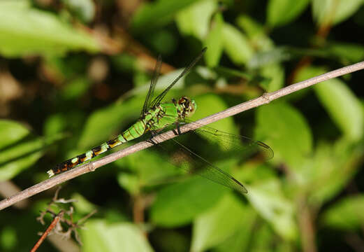 Image of Pondhawks