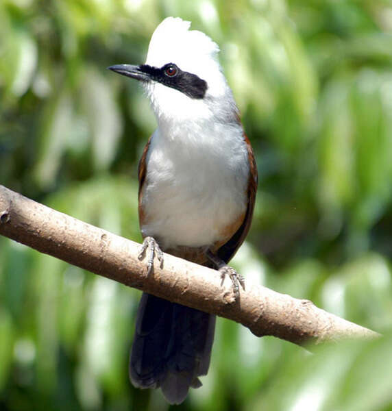 Image of White-crested Laughingthrush