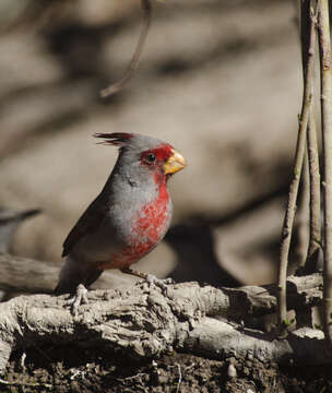 Imagem de Cardinalis sinuatus Bonaparte 1838