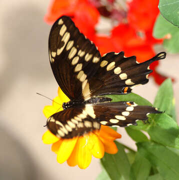 Sivun Papilio cresphontes Cramer (1777) kuva