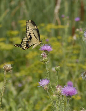 Image of Eastern Giant Swallowtail