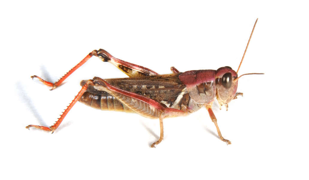 Image of Migratory Grasshopper