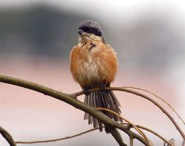 Image of Long-tailed Shrike