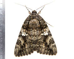 Image of Ilia Underwing