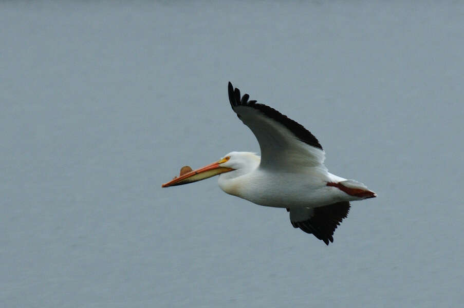 Image of American White Pelican