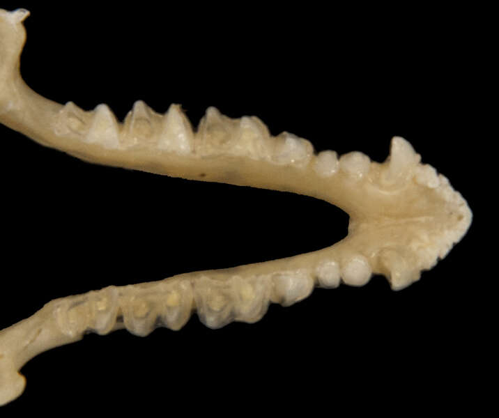 Image of Long-eared Myotis