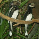 Image of Trumpeter Hornbill