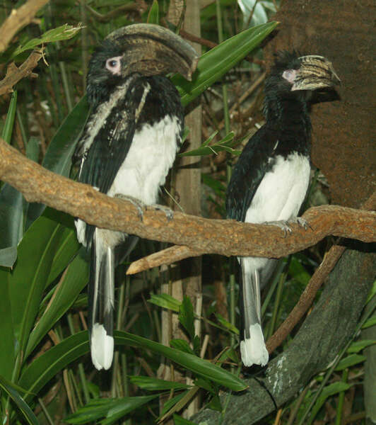 Image of Trumpeter Hornbill