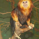 Image of golden-headed lion tamarin