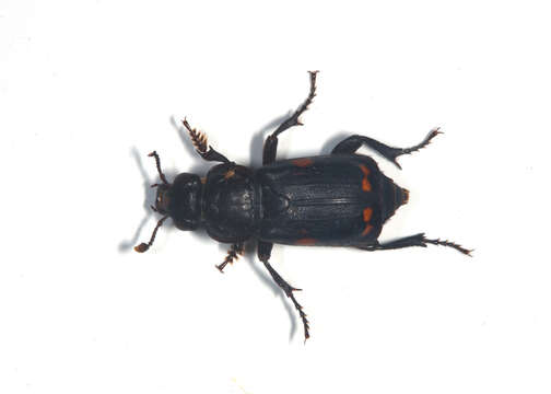 Image of Nicrophorus (Nicrophorus) pustulatus (Herschel 1807)